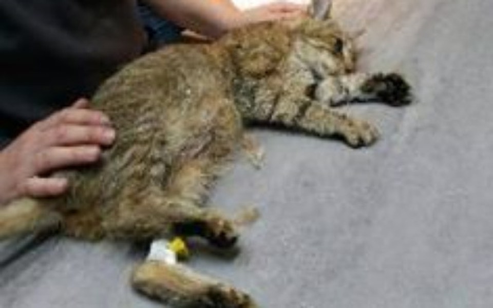 
        Zbiórka Kotka w ciąży stan ciężki walczy - zdjęcie główne
    