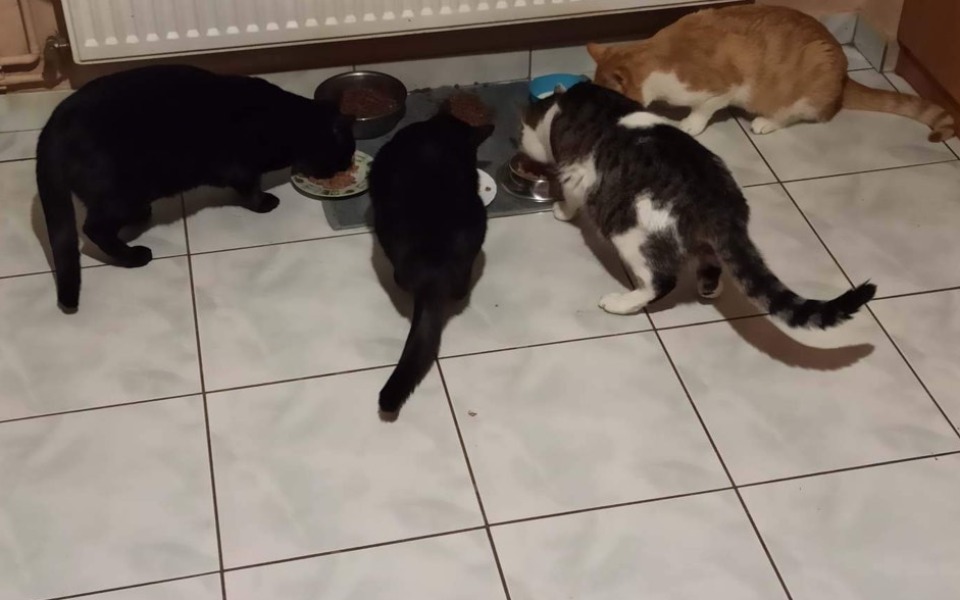 
        Zbiórka Pomoc dla kotków wziętych kiedyś - zdjęcie główne
    