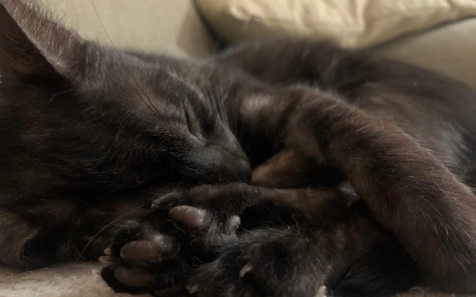 
        Zbiórka Dalsza diagnostyka Lucy - zdjęcie główne
    