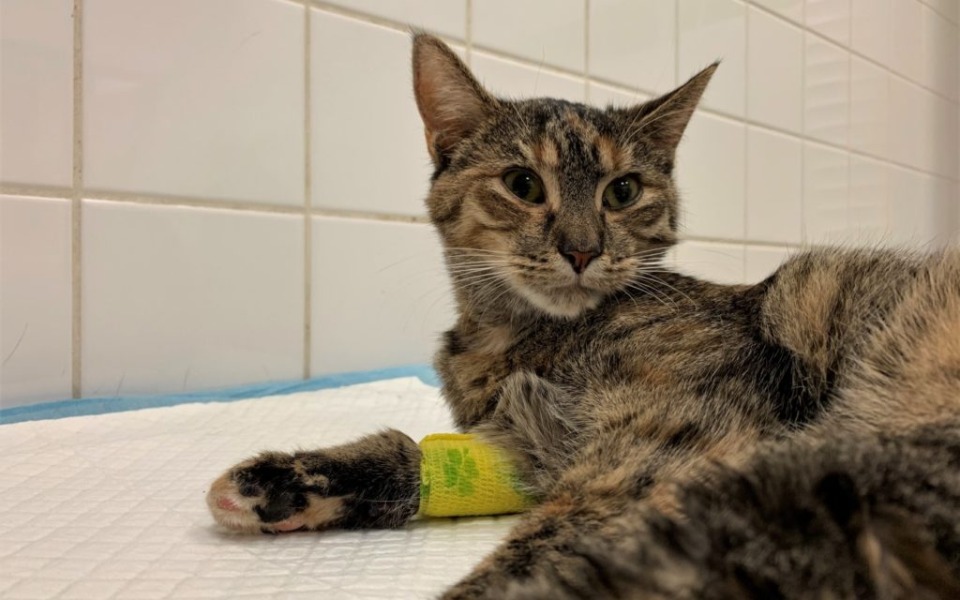 
        Zbiórka Uratuj ze mną Werbenke - zdjęcie główne
    