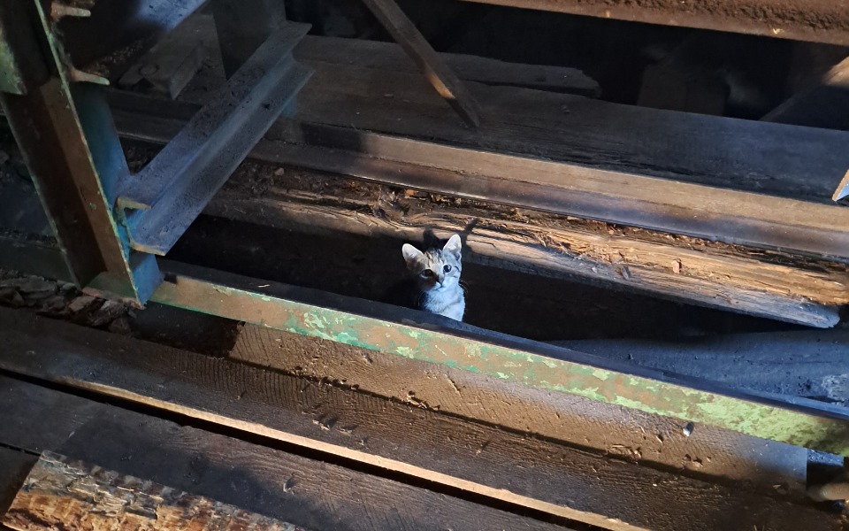 
        Kot spoglądający z ukrycia w drewnianej konstrukcji.
    