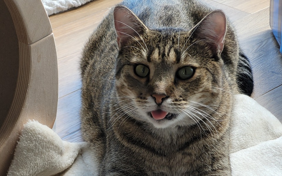 
        Zbiórka Rysiu walczy z FIP - zdjęcie główne
    