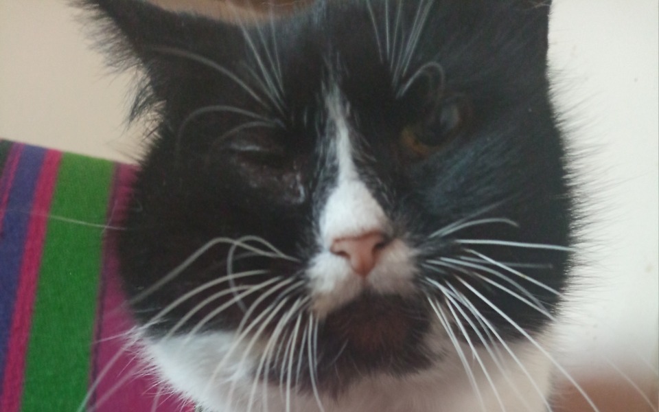 
        Zbiórka Prosimy o pilną pomoc dla Astry - zdjęcie główne
    