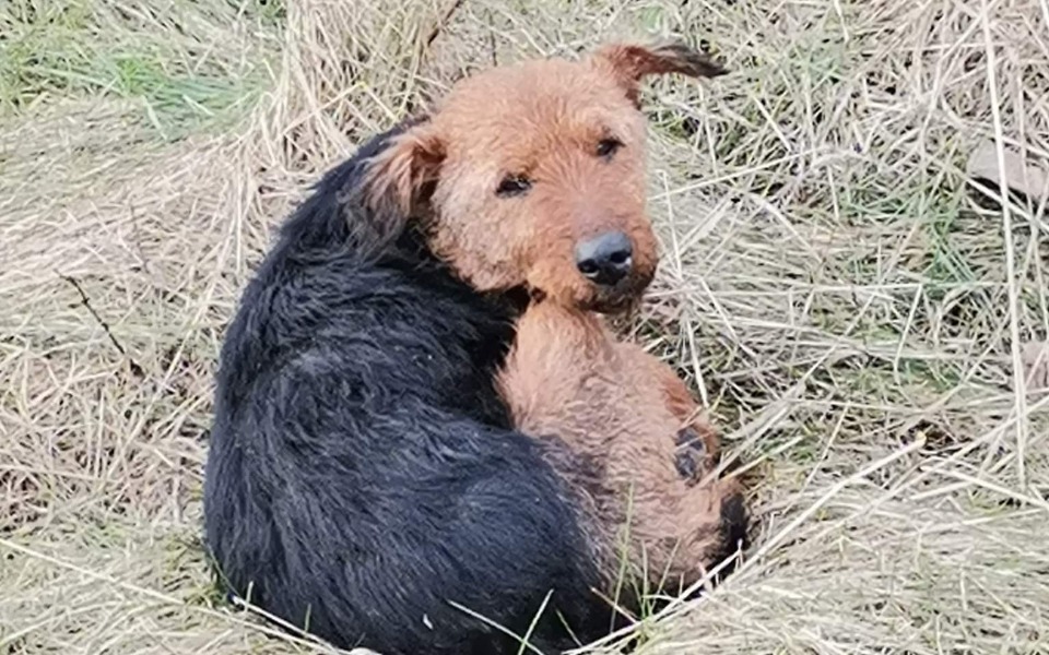
        Zbiórka Leczenie terierowatej suni - zdjęcie główne
    