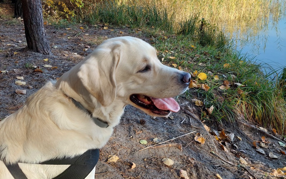 
        Zbiórka Na Leczenie Psa Dasha Labradorka - zdjęcie główne
    