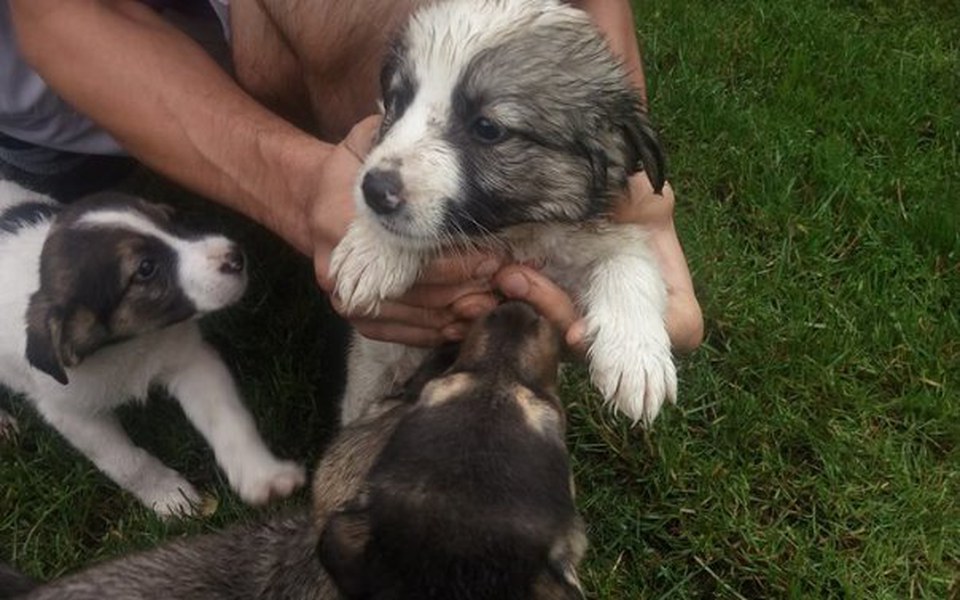 
        Zbiórka Uratowane szczeniaki POMOCY !! - zdjęcie główne
    