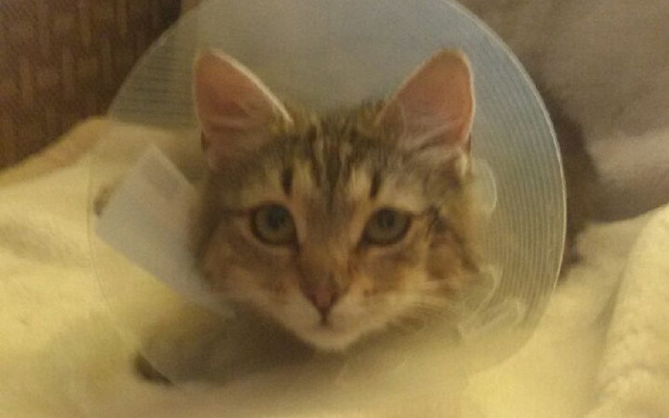 
        Zbiórka Kotka z podejrzeniem białaczki. - zdjęcie główne
    