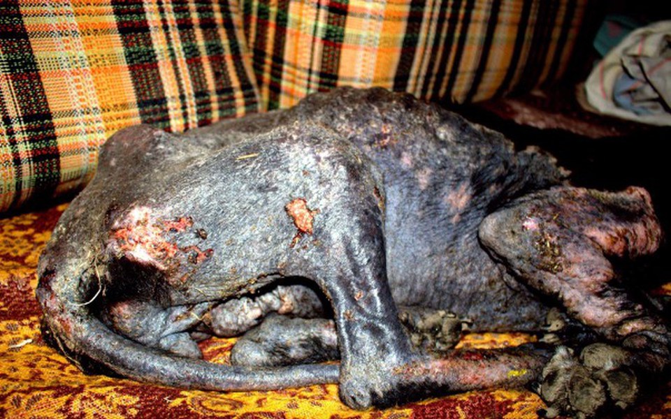 
        Zbiórka Sunia błaga o zycie - zdjęcie główne
    