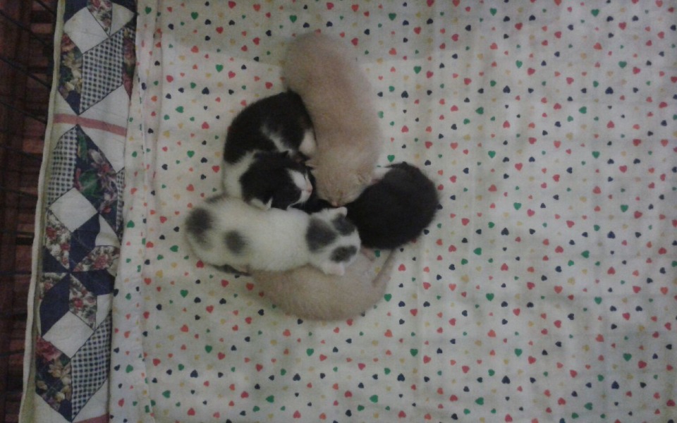 
        Zbiórka Bezdomność coraz większa - zdjęcie główne
    