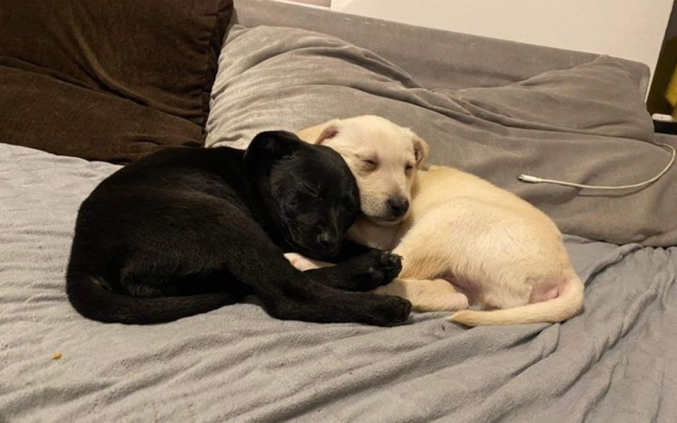 
        Zbiórka Na obrożę i zabawki dla piesków - zdjęcie główne
    