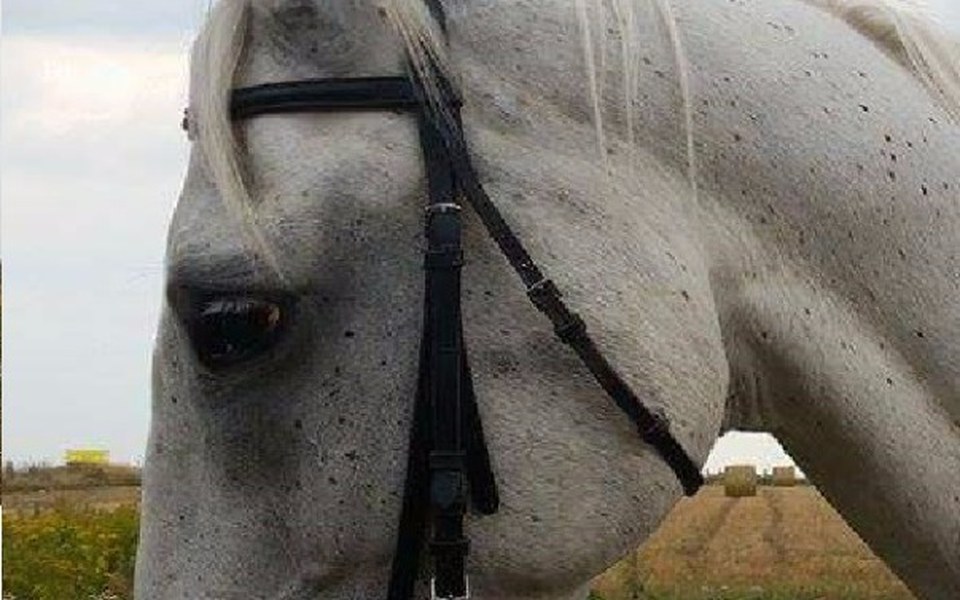 
        Zbiórka Potrzebny inhalator!-RAO - zdjęcie główne
    