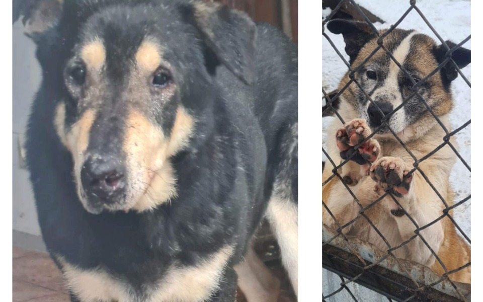 
        Zbiórka Nowy podopieczny na pokładzie - zdjęcie główne
    