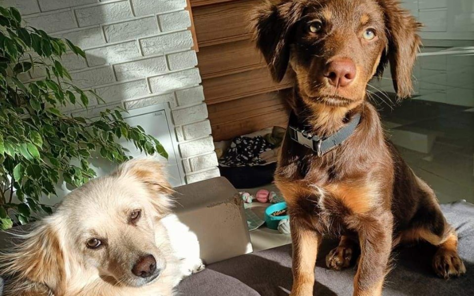 
        Zbiórka Karma Dla Schronisk.. - zdjęcie główne
    