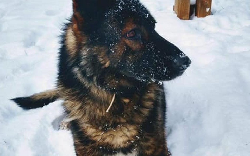 
        Zbiórka zbieram na pierwszego pieska - zdjęcie główne
    