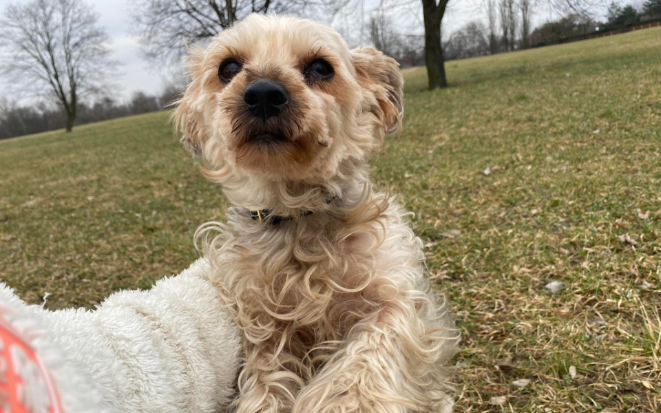 Zbiórka Majusia - zdjęcie główne