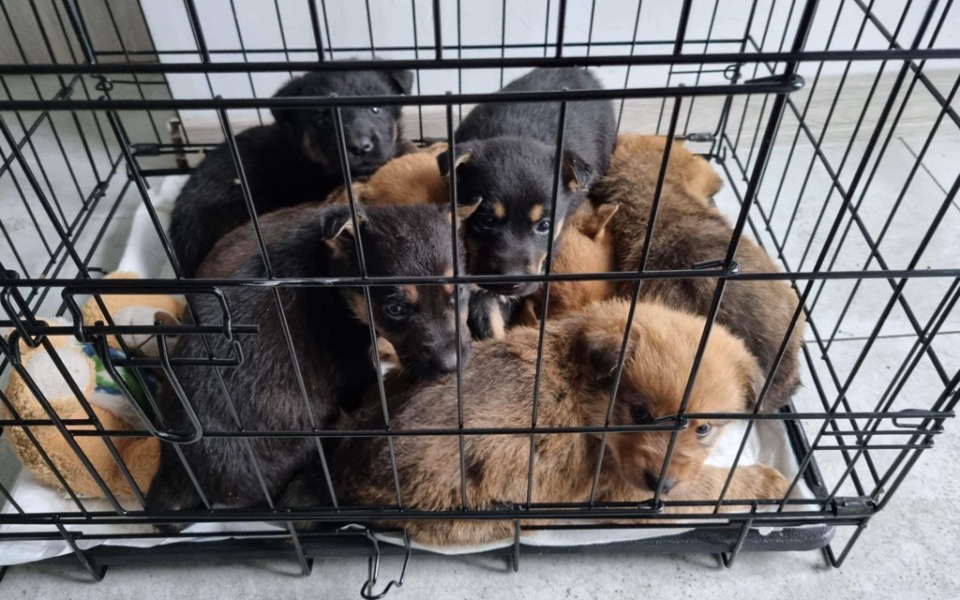 Zbiórka Pomoc szczeniakom z pustostanu - zdjęcie główne