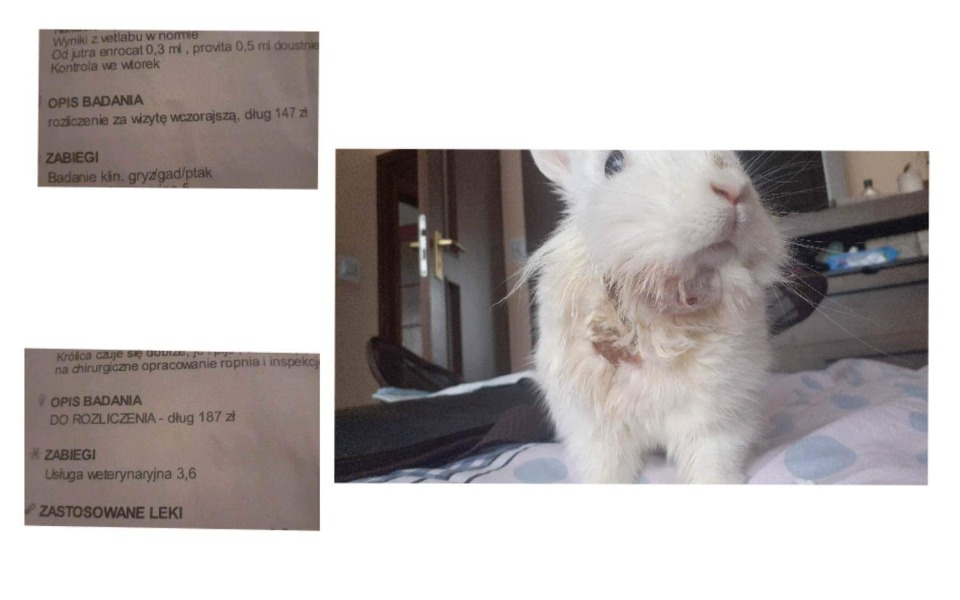 
        Zbiórka Walczymy z ropniem- Śnieżkaa - zdjęcie główne
    