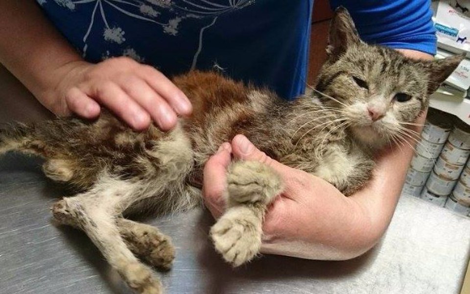 Zbiórka na LEKI, KARMĘ, leczenie POMÓŻ! - zdjęcie główne