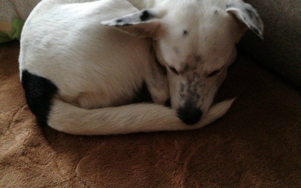 
        Zbiórka Na operacje mojego kochanego psa - zdjęcie główne
    