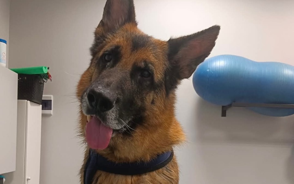 
        Owczarek niemiecki w gabinecie weterynaryjnym, z językiem na wierzchu.
    