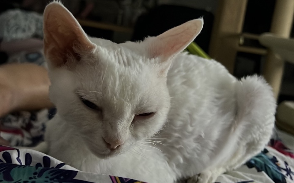 
        Zbiórka Leczenie naszej Devonki - zdjęcie główne
    