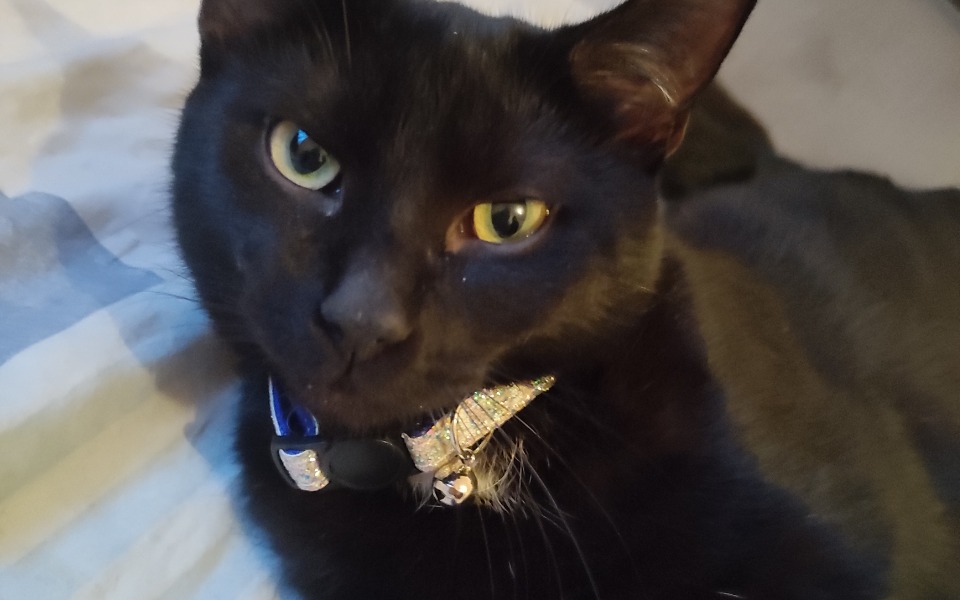 
        Zbiórka Na sterylizację kotki i karmę - zdjęcie główne
    