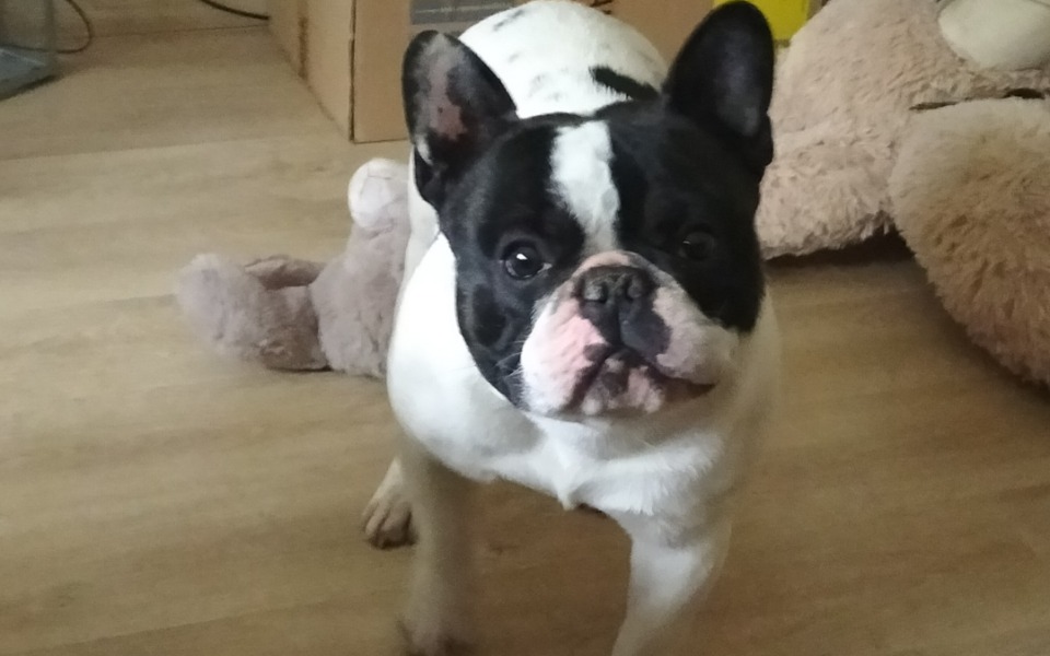 
        Zbiórka Na operację Franka - zdjęcie główne
    