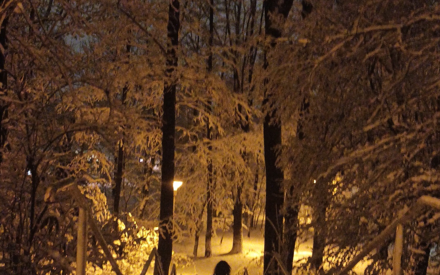 
        Zimowy las z ośnieżonymi drzewami i latarniami w tle.
    