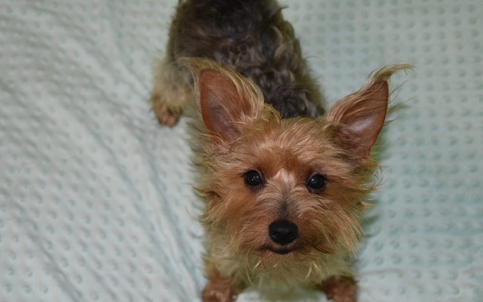 
        Zbiórka Zabieg oka Rossi - zdjęcie główne
    