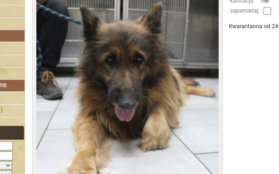 
        Zbiórka Pomóż mi stanąć na łapy- Lajla - zdjęcie główne
    