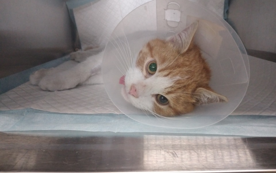 Zbiórka Dzikusek - zdjęcie główne