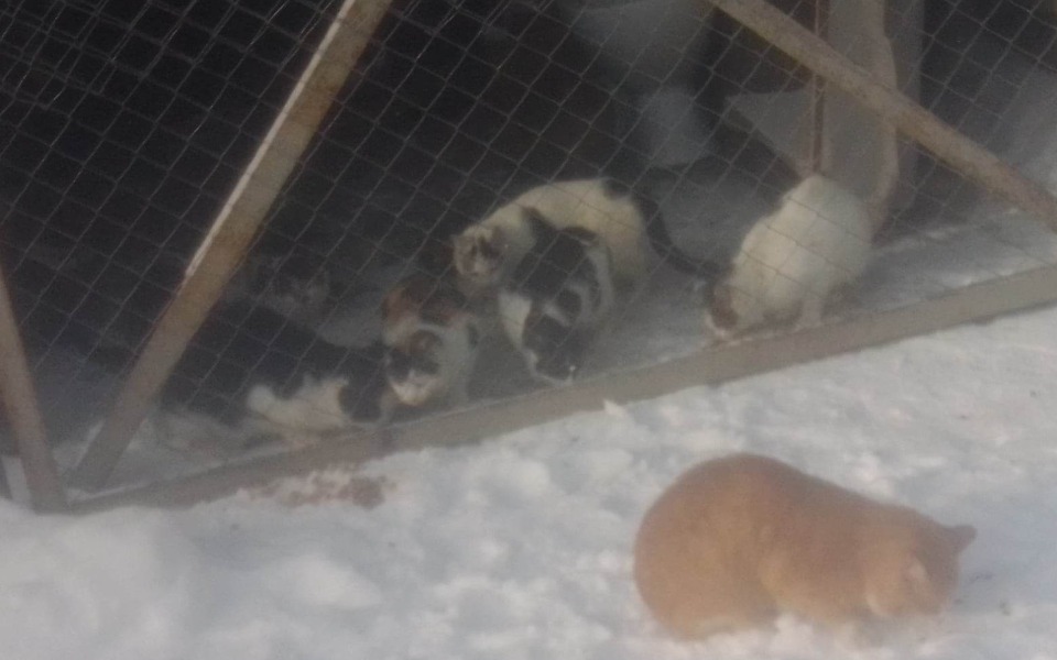 
        Zbiórka Żeby maluchy już nie umierały - zdjęcie główne
    