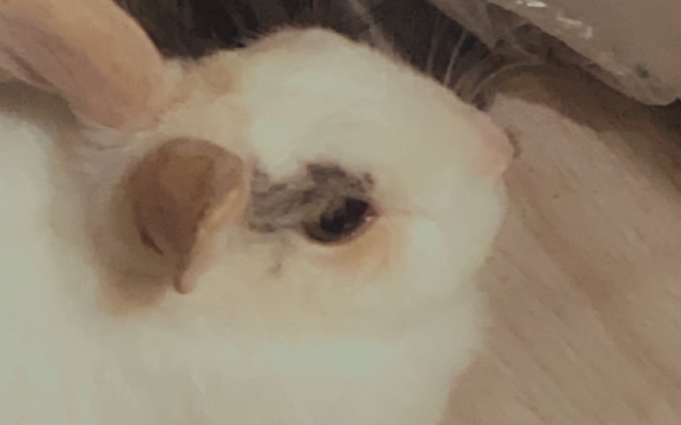 
        Zbiórka Na rzeczy dla króliczka - zdjęcie główne
    