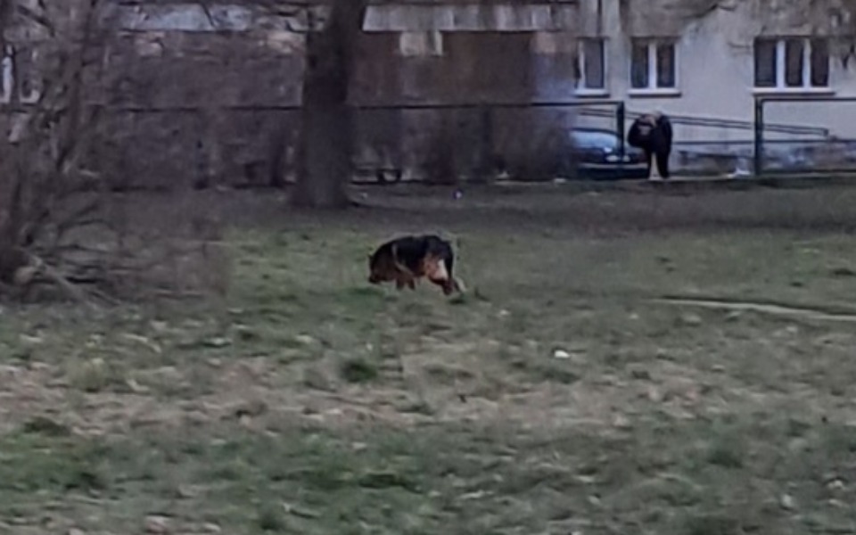 
        Zbiórka Wyrwijmy Chrobrą z bezdomności - zdjęcie główne
    