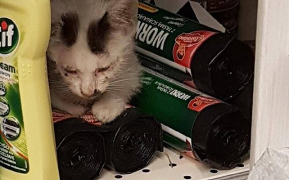 Zbiórka Nie czas umierać Żabek... - zdjęcie główne