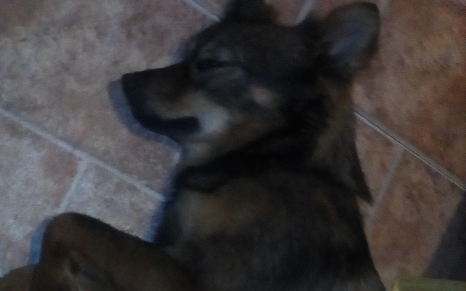 
        Zbiórka Karma dla pupili - zdjęcie główne
    