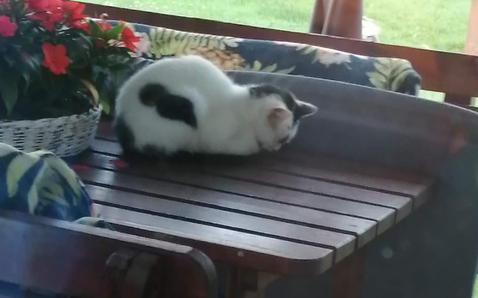 
        Zbiórka Dokarmianie i sterylizacja kotów - zdjęcie główne
    