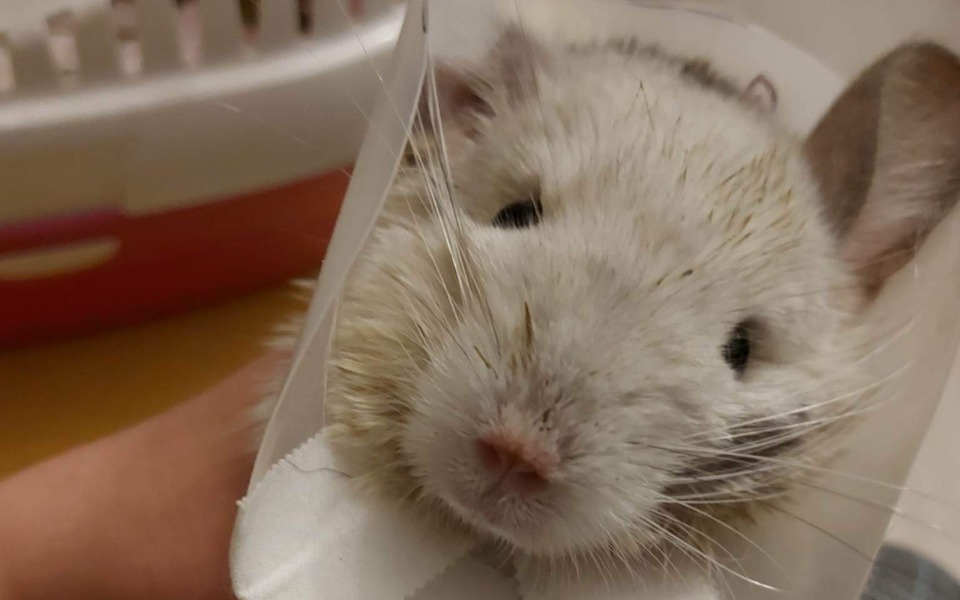 Zbiórka Dwie cierpiące szynszyle - zdjęcie główne