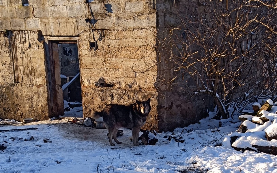 
        Zbiórka Koniec dożywocia Aresa-ratujmyGo - zdjęcie główne
    