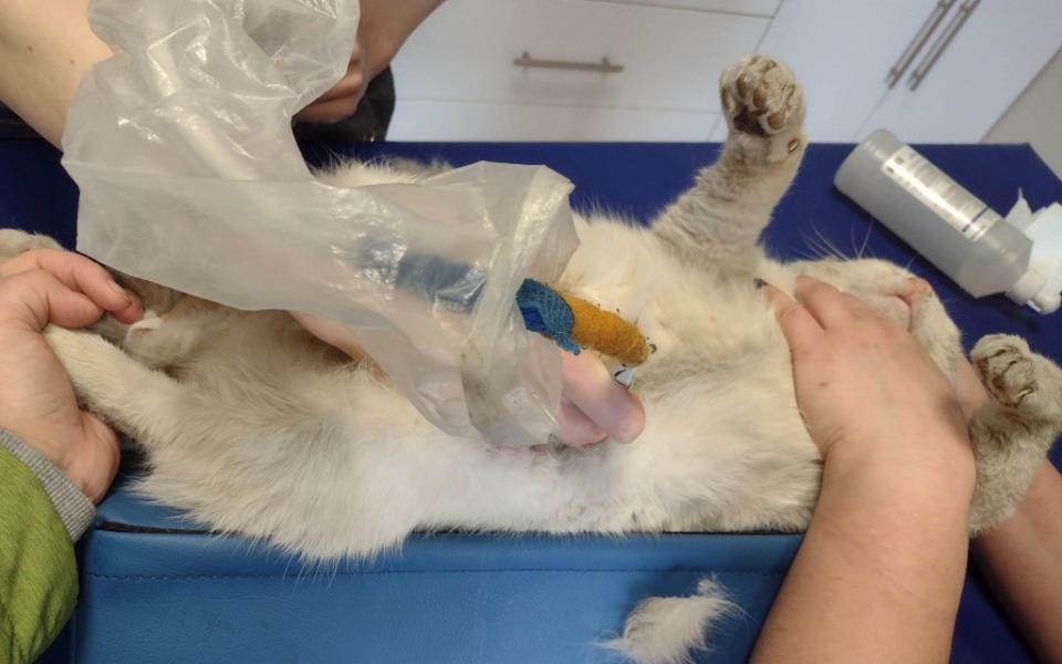 
        Zbiórka Szukamy pomocy dla Kubusia - zdjęcie główne
    