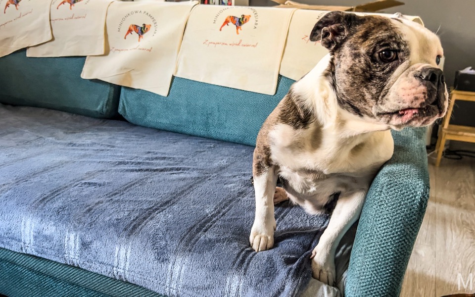 
        Zbiórka Mimi i Ekipa Bulldogów - zdjęcie główne
    