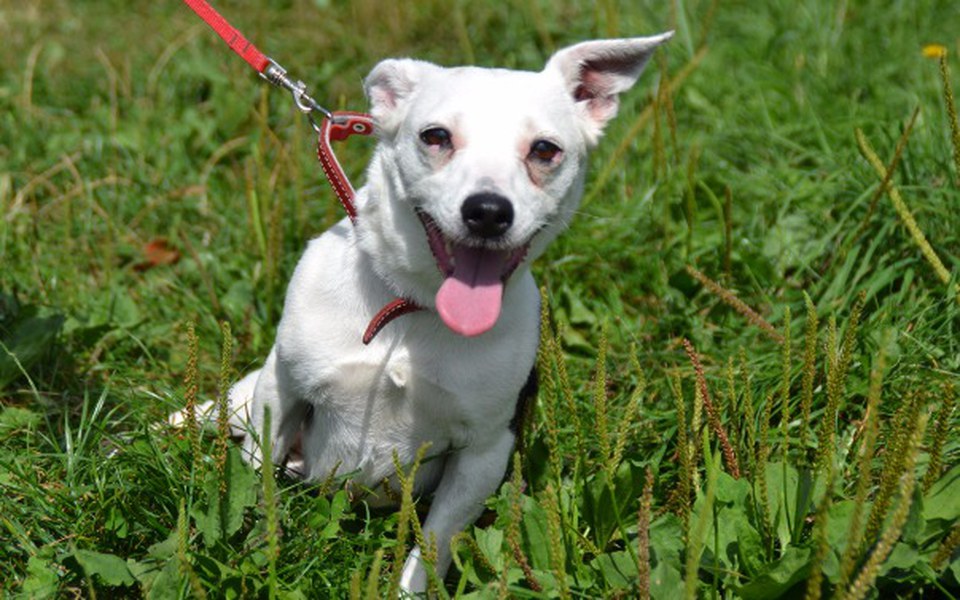 Zbiórka Stawiamy Semi na 4 cztery łapy! - zdjęcie główne