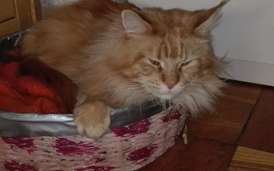 
        Zbiórka Lecz. paraliz lapek maine coon - zdjęcie główne
    