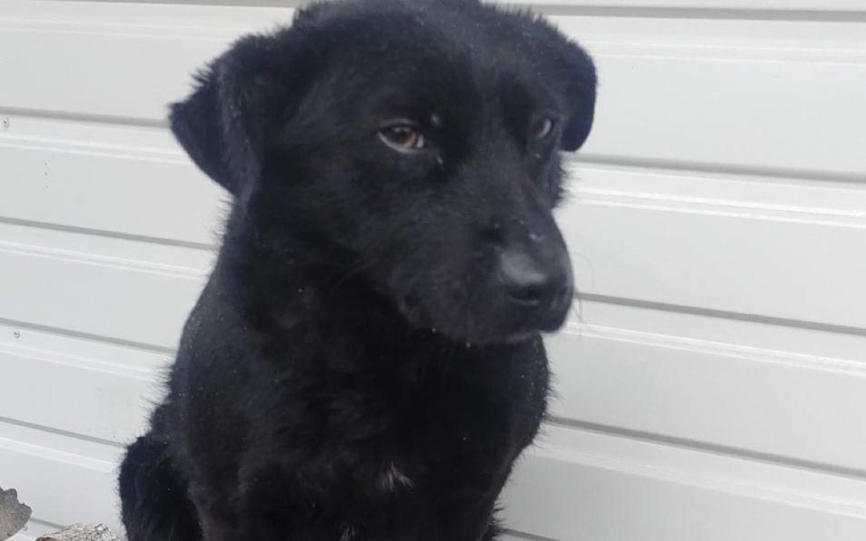 
        Zbiórka Schronisko czy dom - PILNE - zdjęcie główne
    