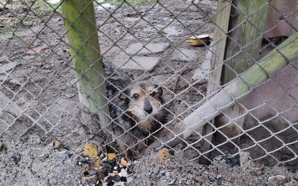 
        Zbiórka Malutki pies w podłych warunkach - zdjęcie główne
    