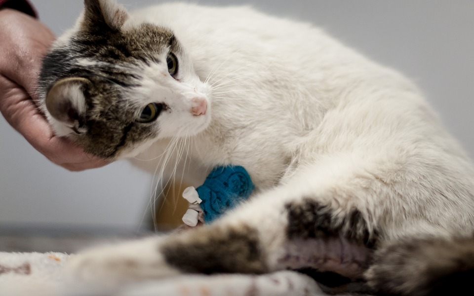 
        Zbiórka Pomoc dla Kiry. - zdjęcie główne
    