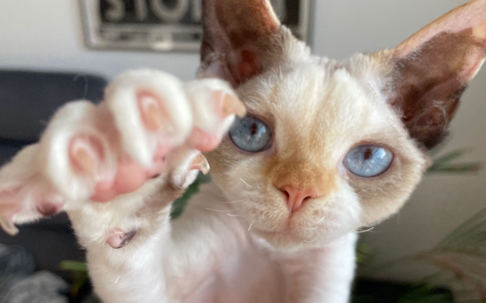 
        Zbiórka Powtórne leczenie Lusi - zdjęcie główne
    