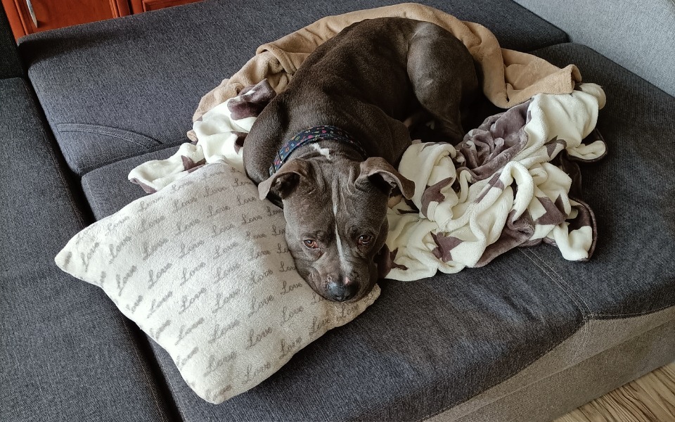 Zbiórka Operacja Diega. - zdjęcie główne