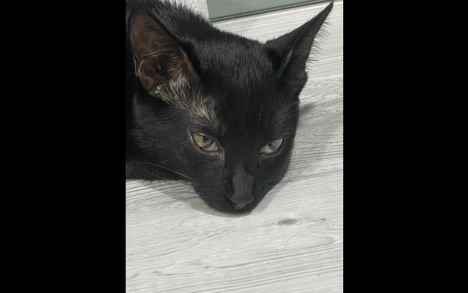 
        Zbiórka Na ratunek kocim aniołkom - zdjęcie główne
    