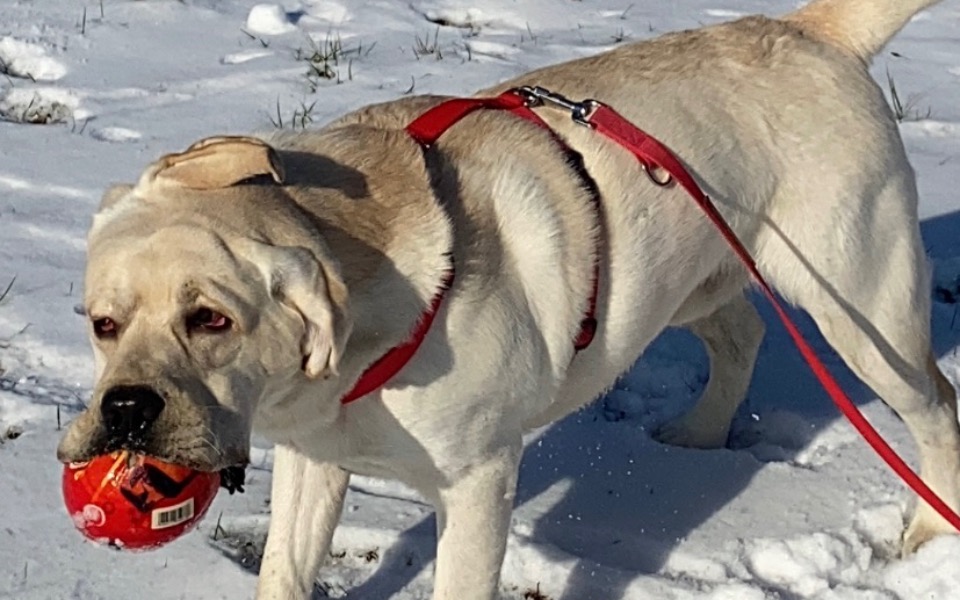 Zbiórka Operacja oczu Bruna - zdjęcie główne
